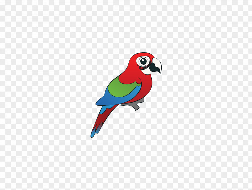 Colored Parrot Birds Macaw Bird Parrots Amazon PNG