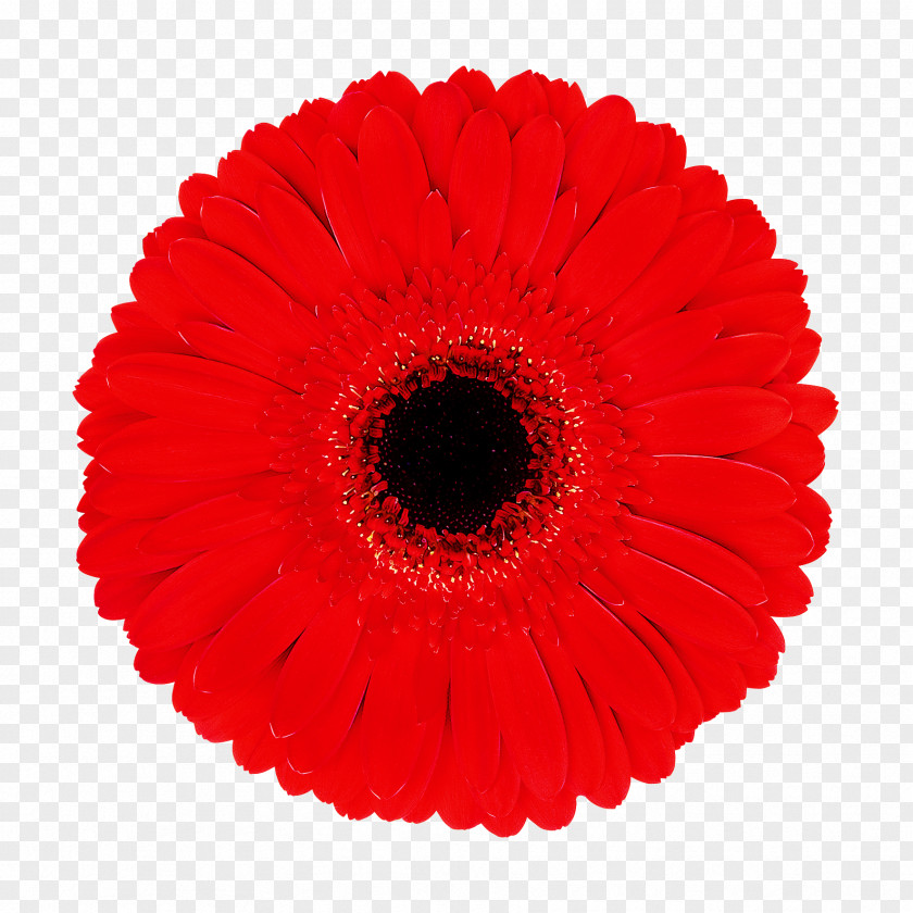 Gerbera Red Flower Plant Coquelicot PNG