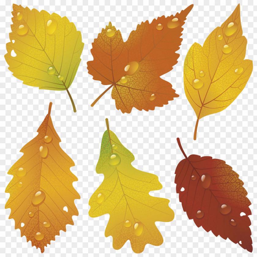 Leaves With Water Droplets Autumn Leaf Royalty-free Illustration PNG