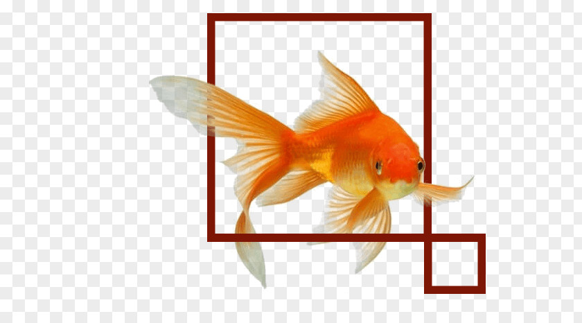 Stock Photography Common Goldfish Shutterstock Aquarium Image PNG