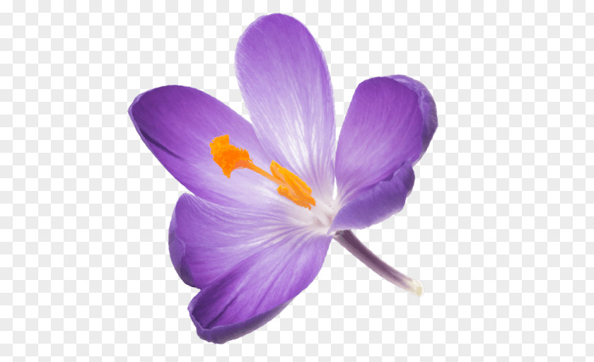 Wildflower Spring Crocus Saffron Flower PNG