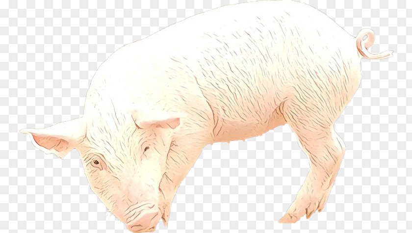 Snout Boar Domestic Pig Suidae Livestock PNG