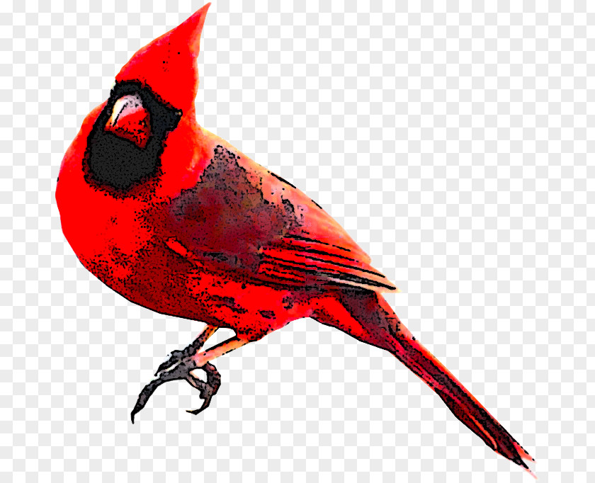 Songbird Perching Bird Cardinal PNG