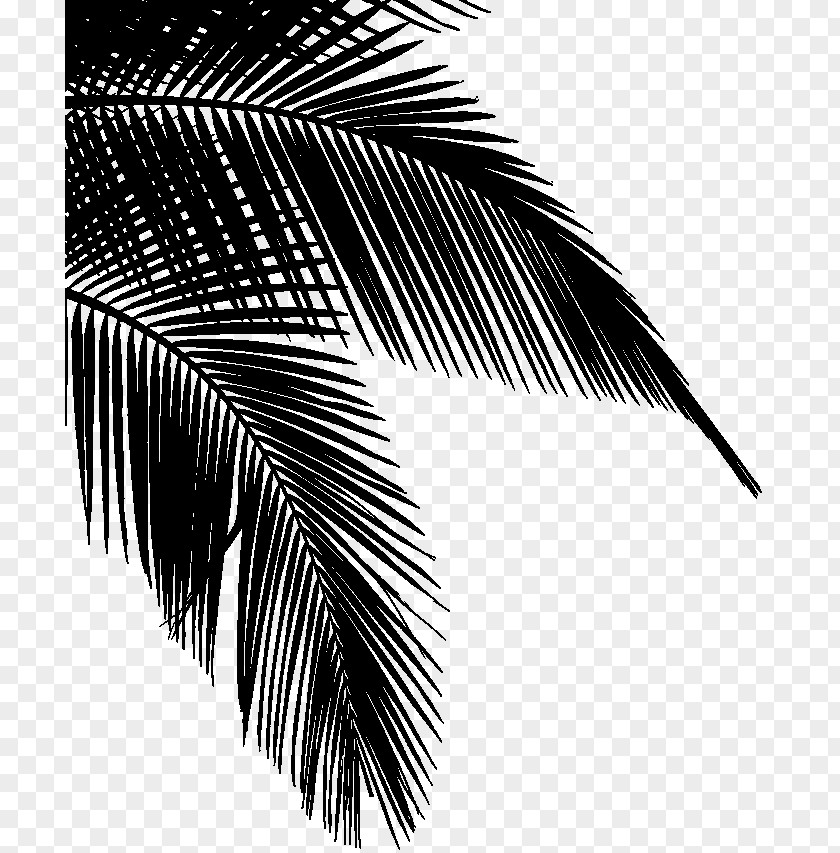 Clip Art Coconut Dypsis Decaryi Tree PNG