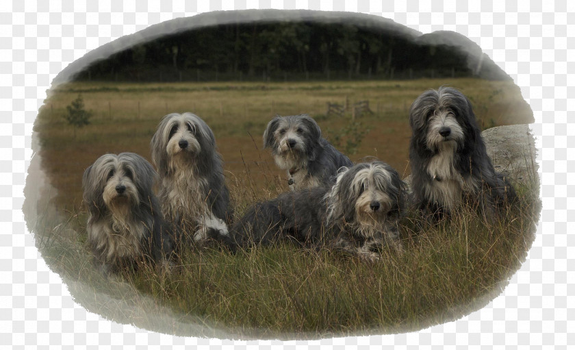 Collie Welpen Dandie Dinmont Terrier Otterhound Tibetan Glen Petit Basset Griffon Vendéen PNG