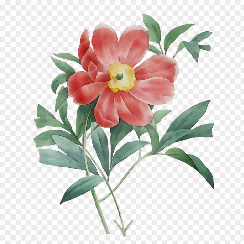 Floral Design Flower Paper Clip Art PNG