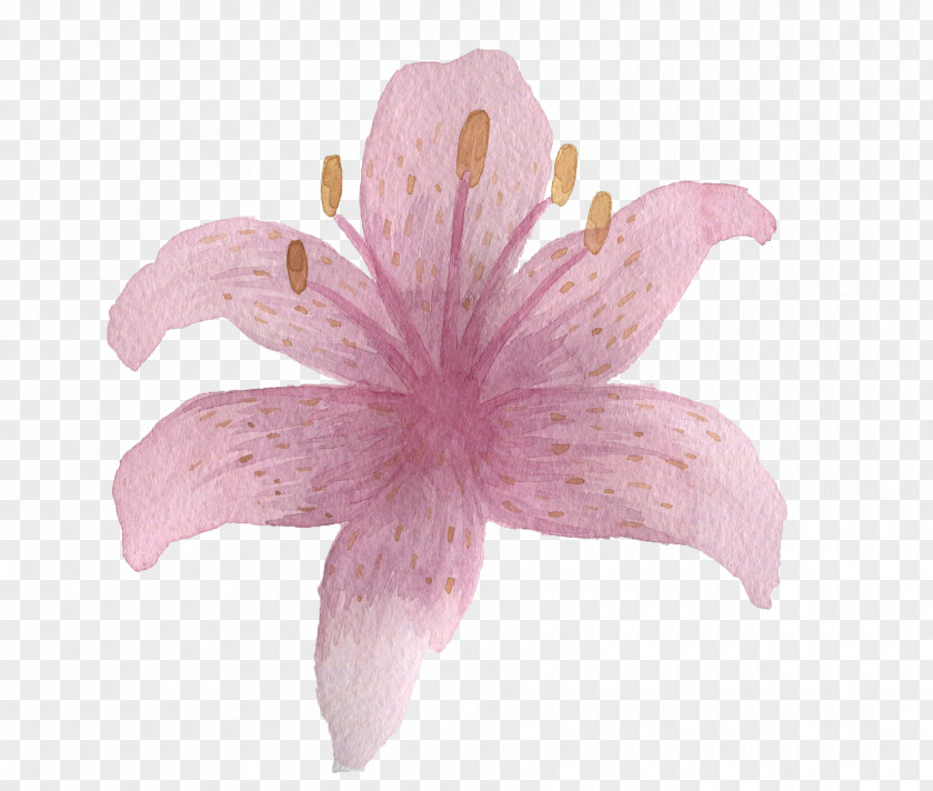 Flower Pink PNG