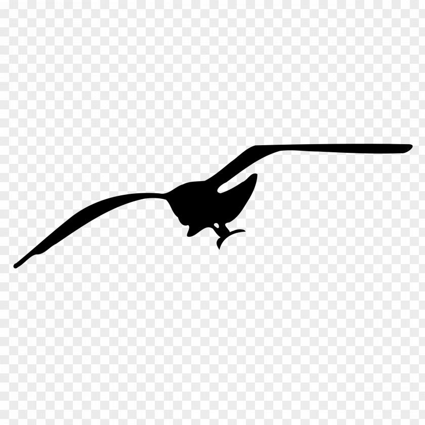 Flying Seagulls Gulls Drawing Clip Art PNG