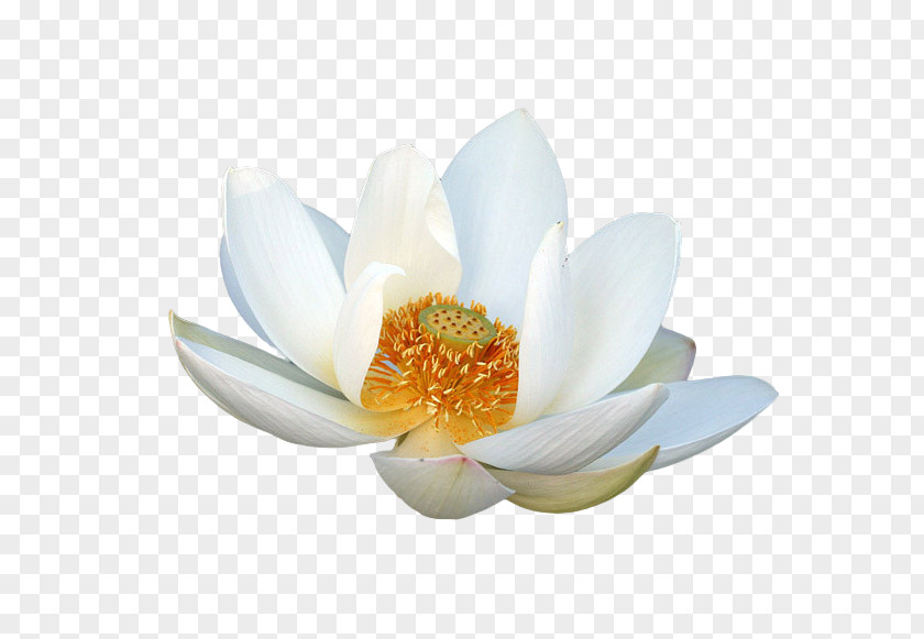 Lotus Nelumbo Nucifera Petal PNG