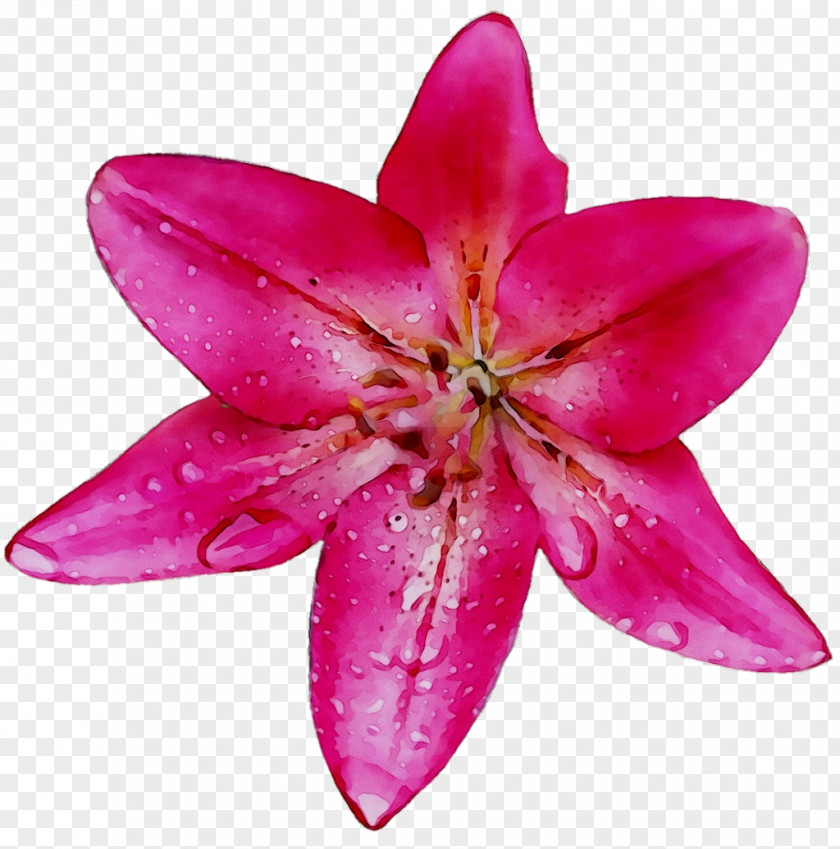 Pink M Lily PNG
