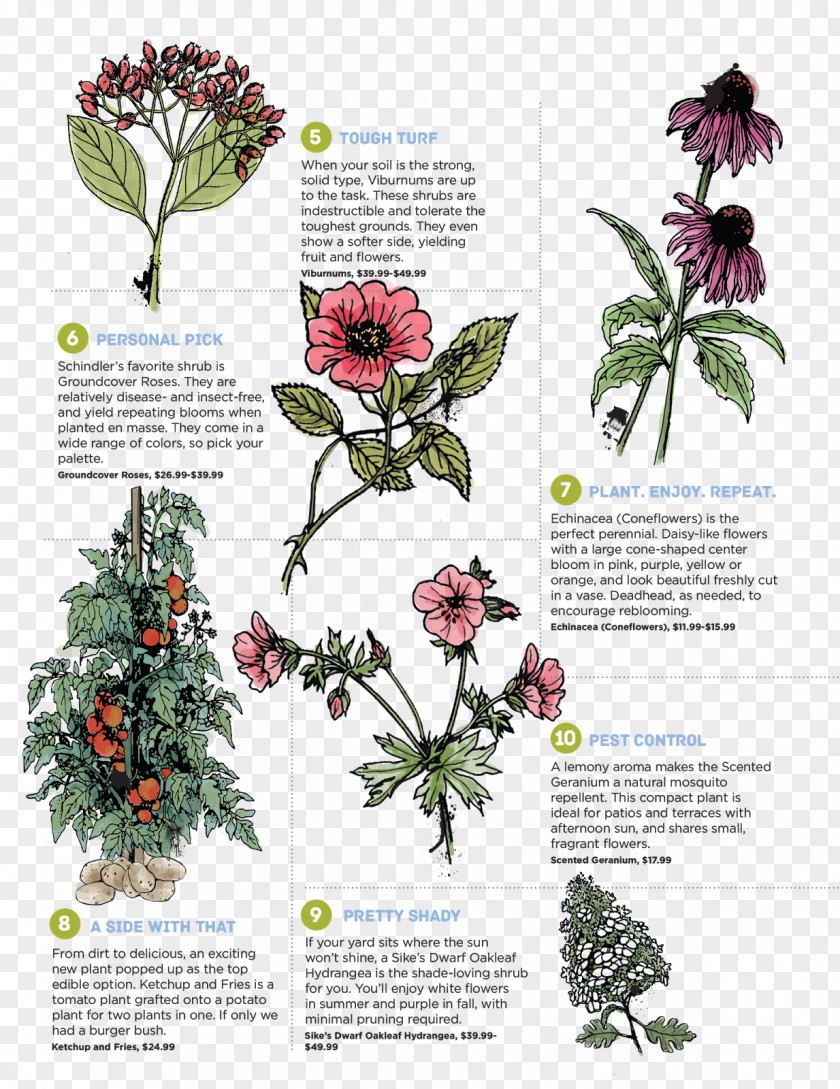 Plant Poster Perennial Foraging & Feasting: A Field Guide And Wild Food Cookbook Flower Purple Deadnettle PNG