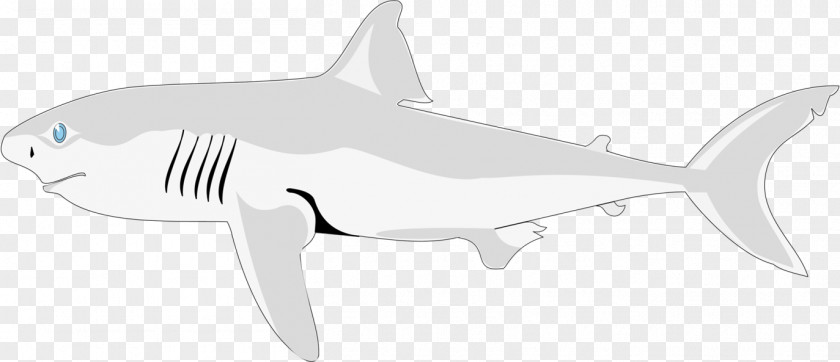 Shark Tiger Chondrichthyes Fish Requiem PNG