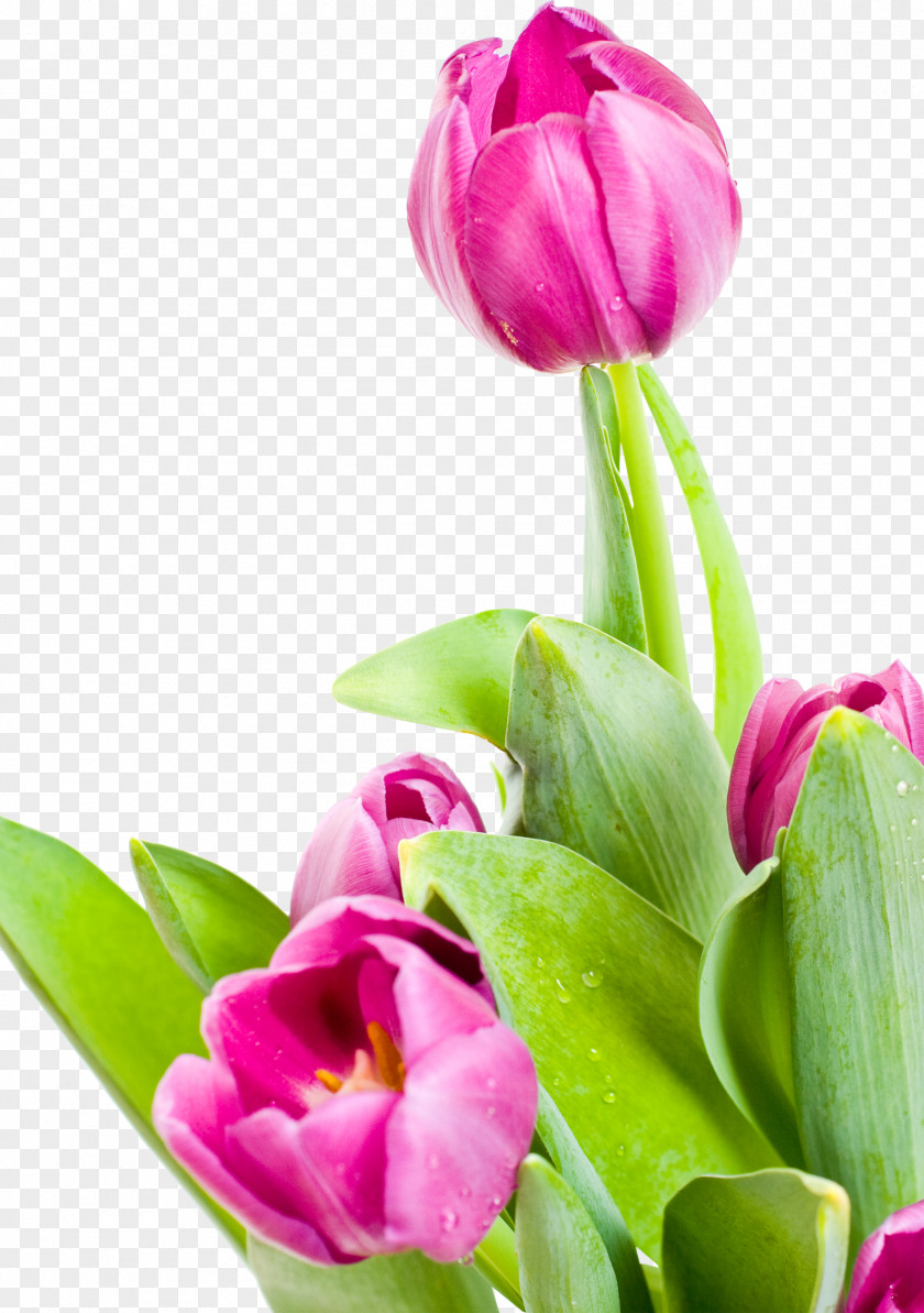 Tulip Watercolor Desktop Wallpaper Flower Clip Art PNG