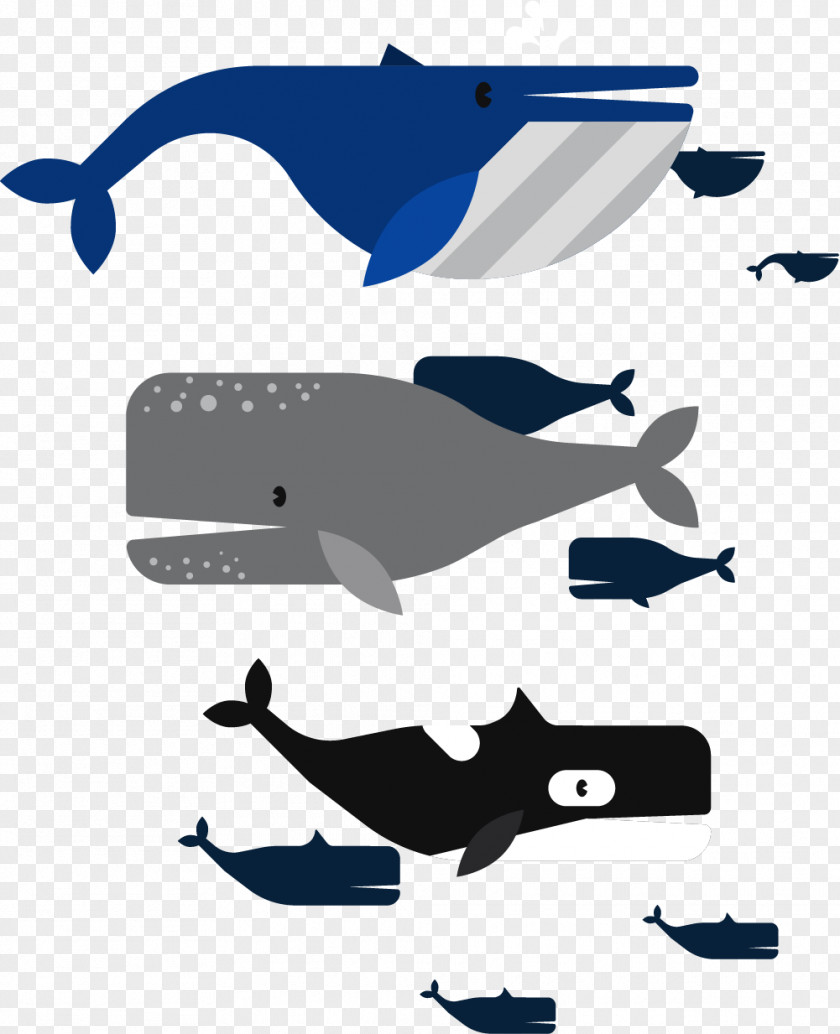 A Cousin Of The Beluga Whale Moby-Dick Euclidean Vector PNG