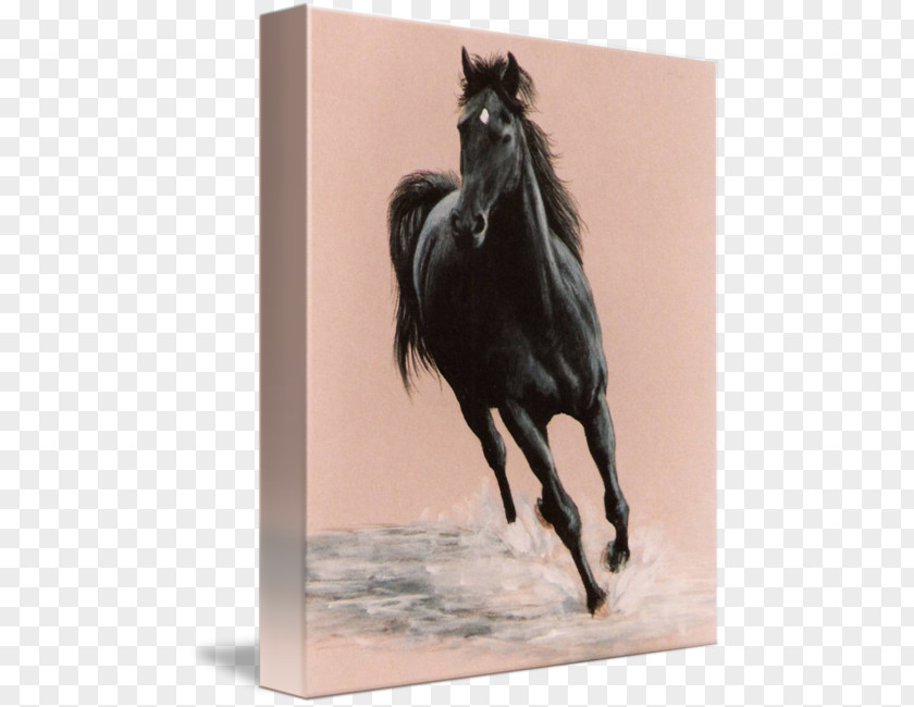 Arabian Horse Stallion Mustang Poster Black PNG
