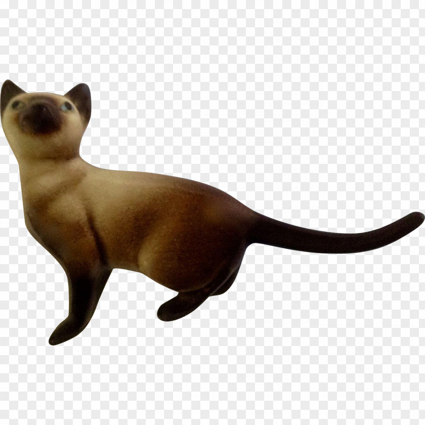 Cat Whiskers Fauna Snout Tail PNG