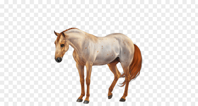 Equine Coat Color American Quarter Horse Paint Mane Stallion Mare PNG
