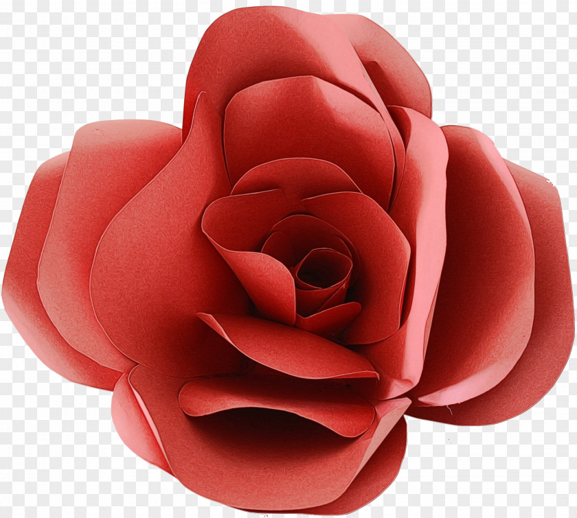 Japanese Camellia Rose Order Pink Flower Cartoon PNG