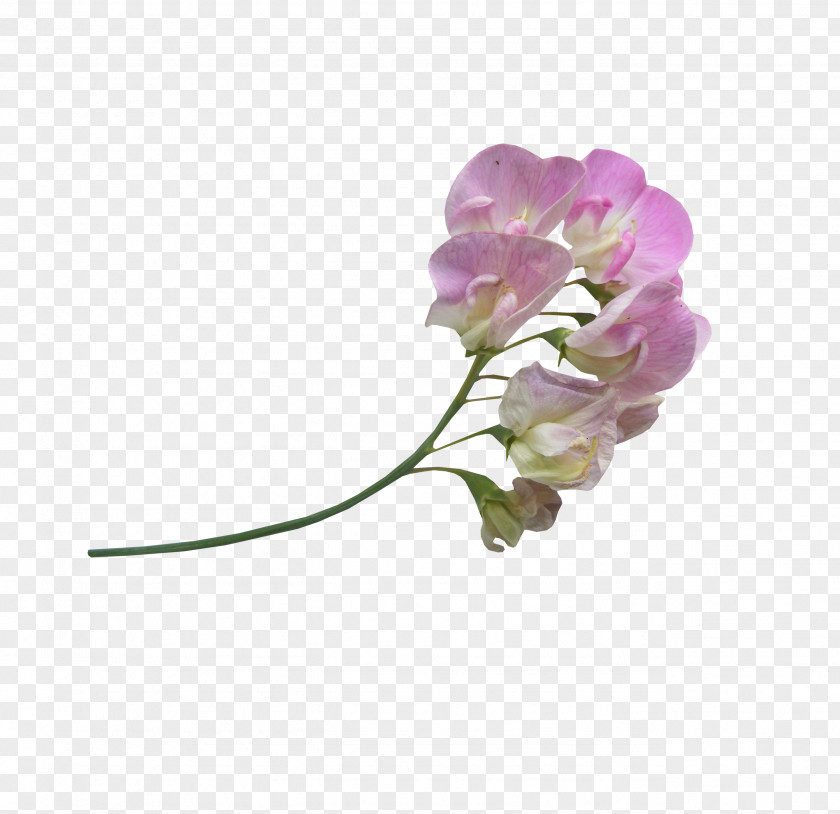 Line Drawing Of Flowers And Floral Material Ps Flower Icon PNG