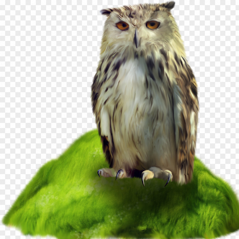 Owls Little Owl Bird PNG