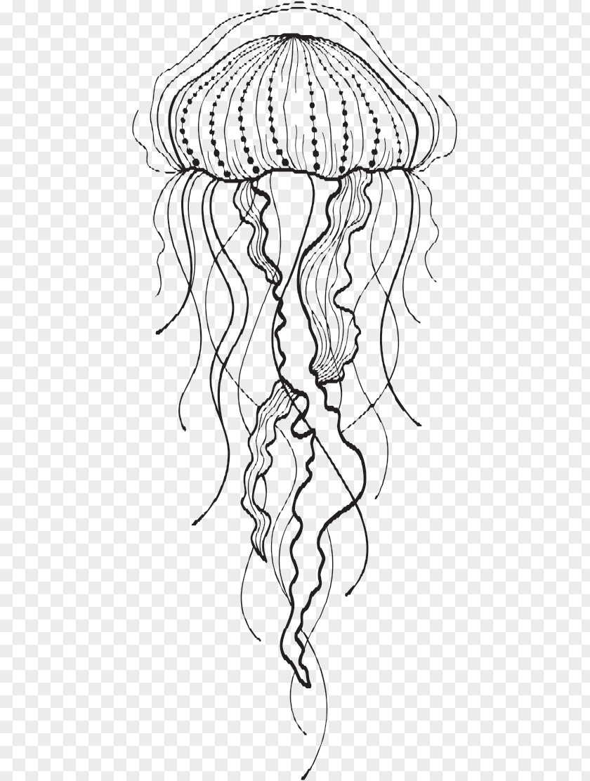 Blue Jellyfish Aurelia Aurita Drawing PNG