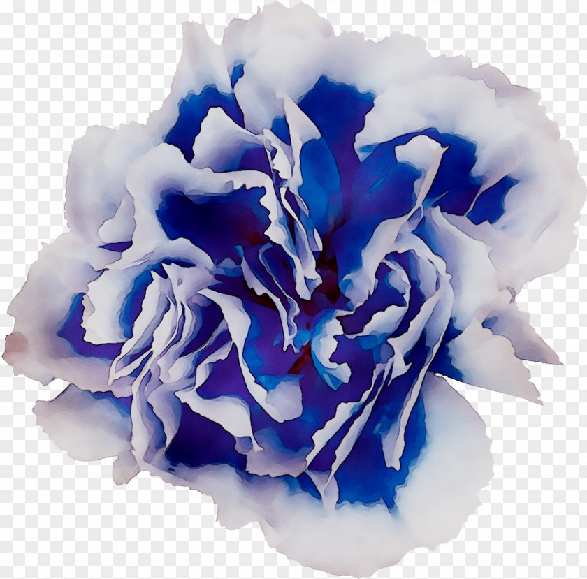 Blue Rose Cabbage Cut Flowers PNG
