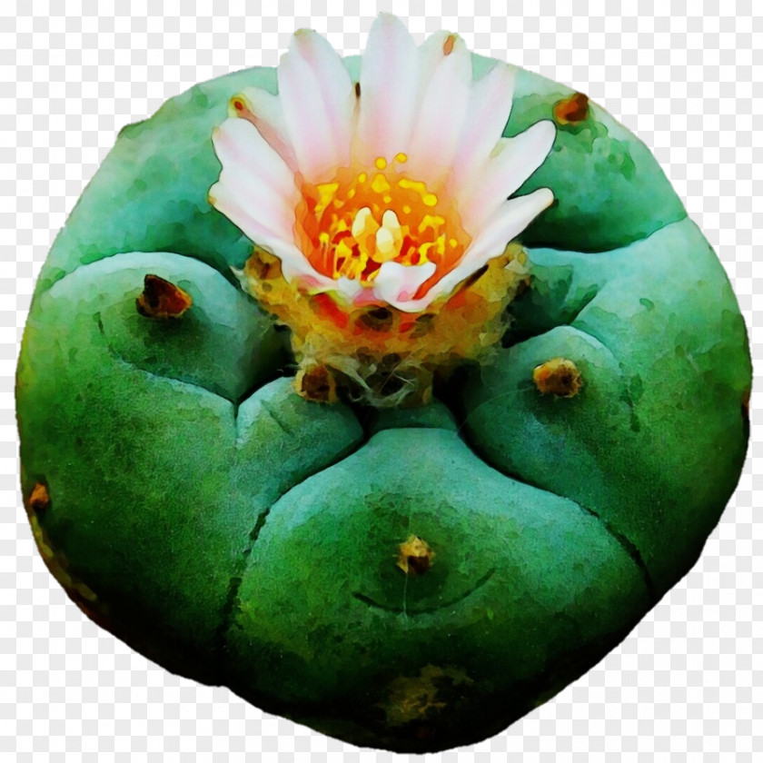 Cactus PNG