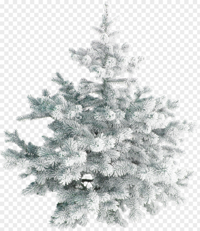 Christmas Tree Day Santa Claus Snow PNG