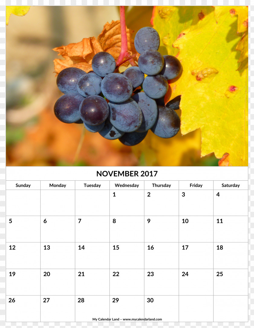 Grape Common Vine Red Wine Vega Sicilia PNG