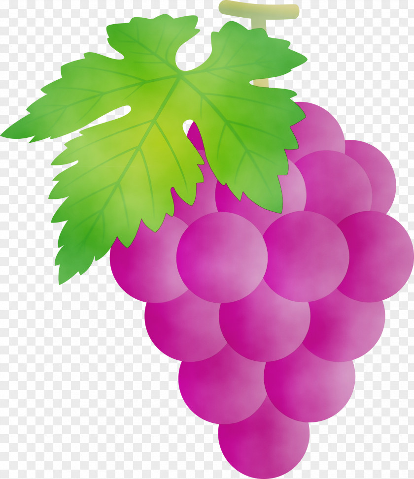 Grape Seedless Fruit Grapevine Family Leaf Green PNG