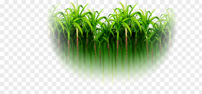 Green Simple Sugarcane Forest PNG