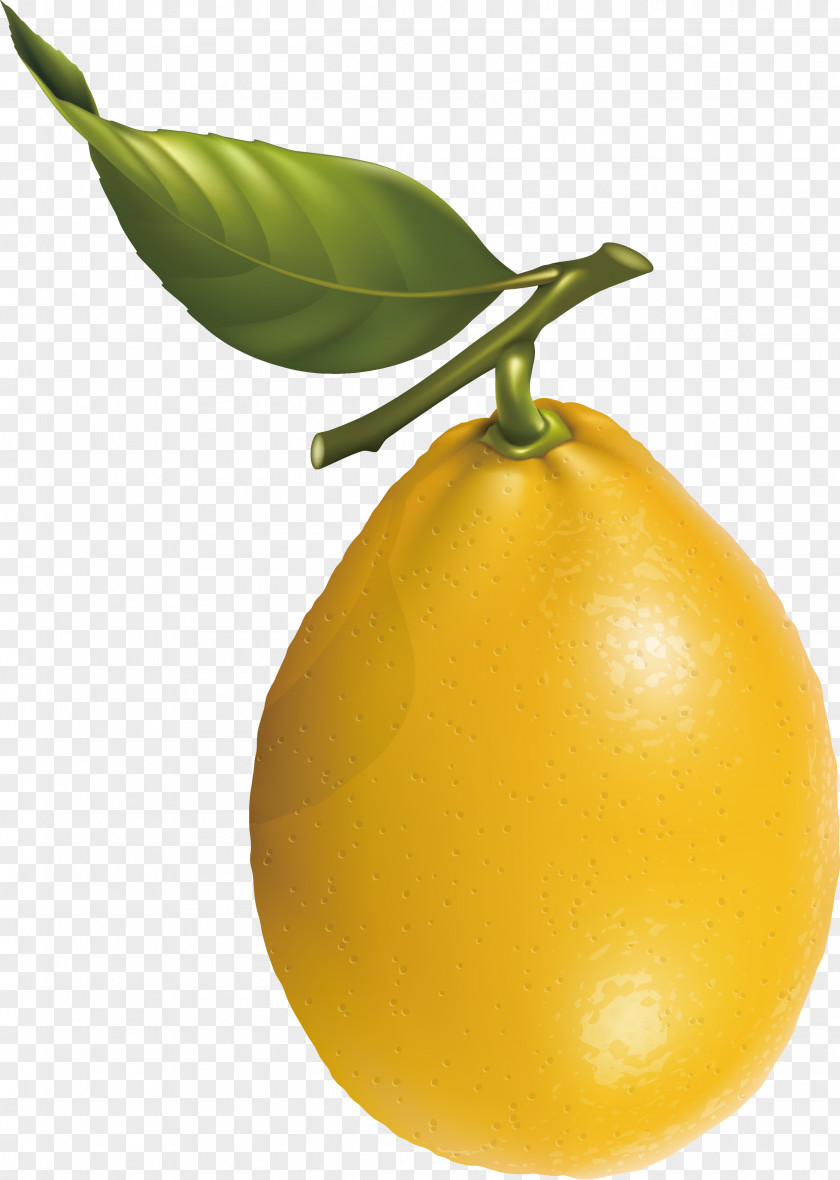 Pear Vector Lemon Mandarin Orange Fruit Clip Art PNG