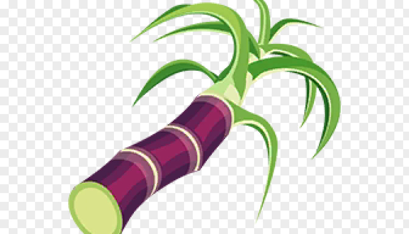 Vegetable Plant Stem Leaf PNG