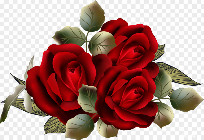 Beautiful Roses Garden Centifolia Flower Clip Art PNG
