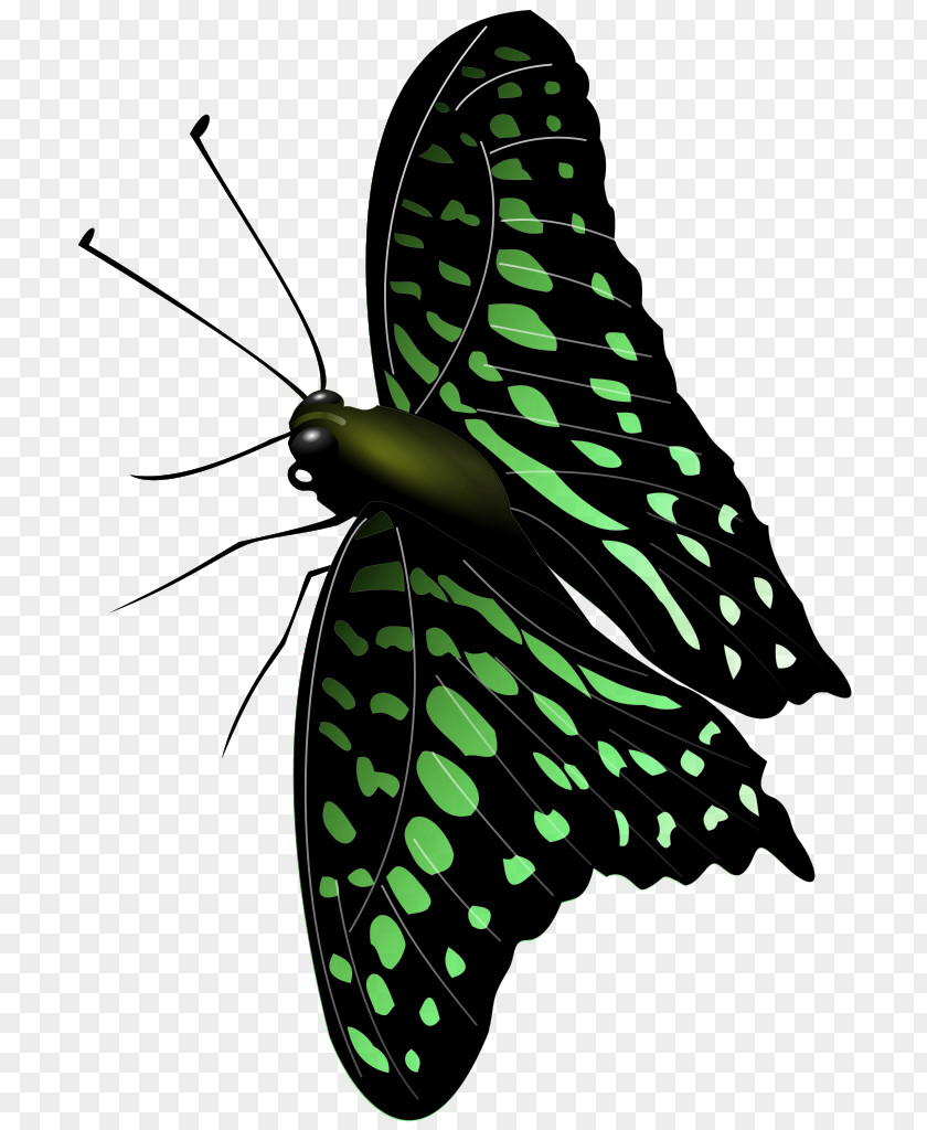 Butterfly Monarch Moth Brush-footed Butterflies Clip Art PNG