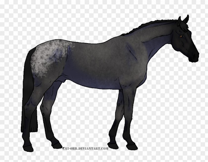 Mustang Thoroughbred Appaloosa American Quarter Horse Stallion PNG