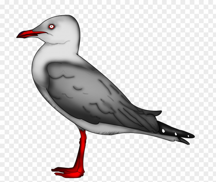 Seagull Gulls European Herring Gull Great Black-backed Bird Drawing PNG
