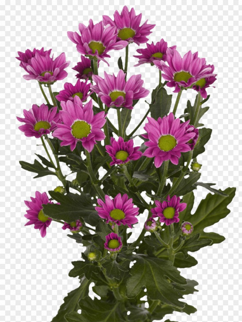 Chrysanthemum Aster Cut Flowers Royal Van Zanten Limonium Sinuatum PNG