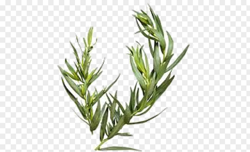 Elymus Repens Leaf Basil PNG