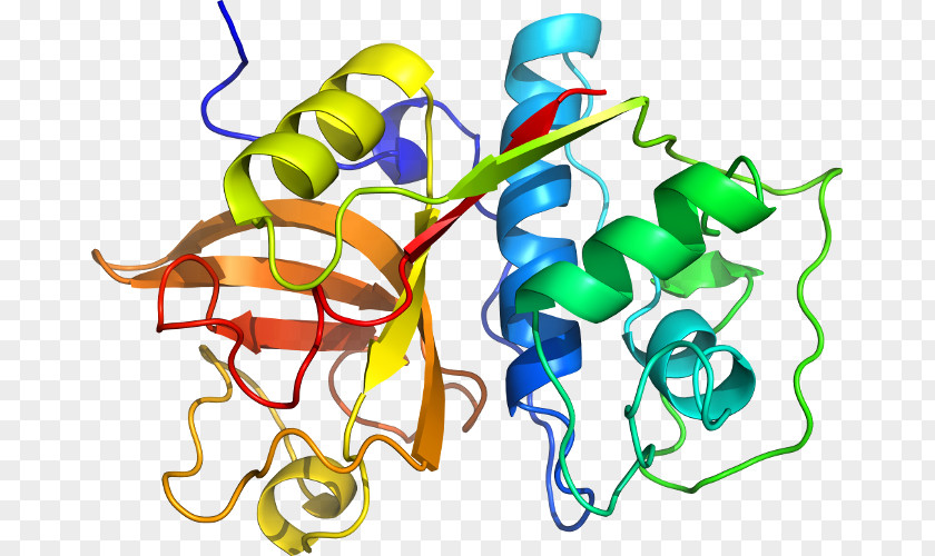 KLK6 Binding Immunoglobulin Protein Data Bank Kallikrein PNG immunoglobulin protein Kallikrein, others clipart PNG