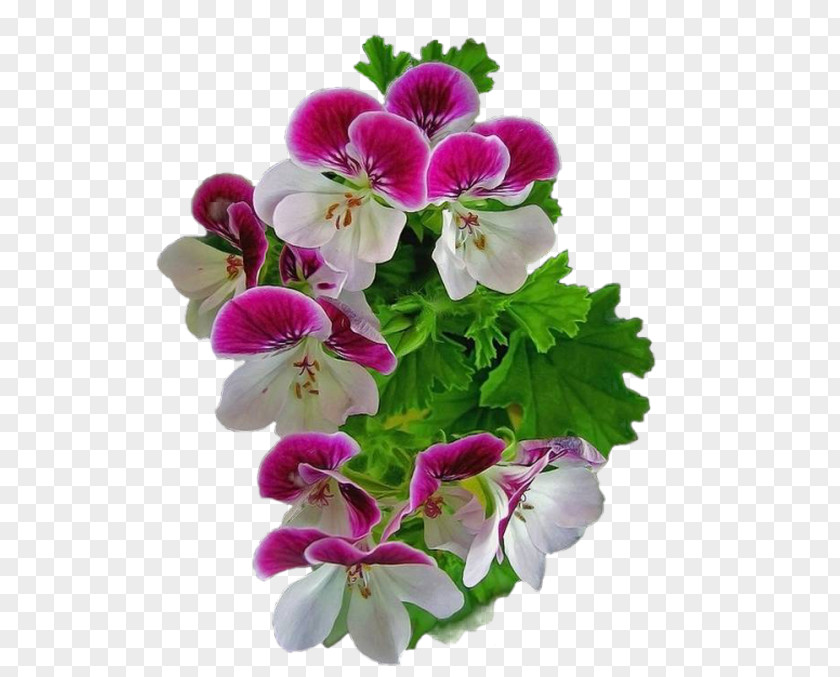 Pansy Flower Sweet Violet Clip Art PNG