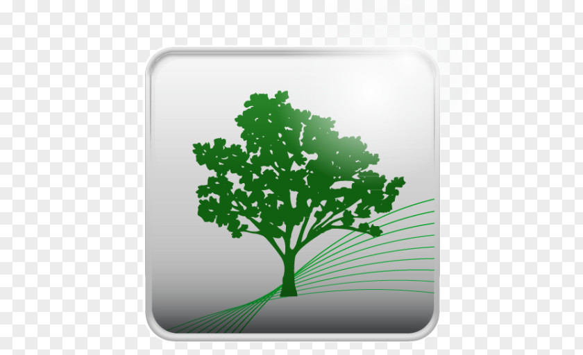 Tree Herb Leaf PNG