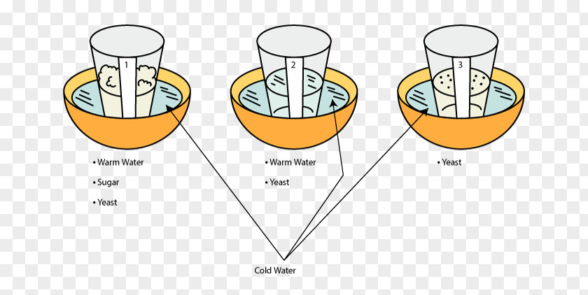 Baker's Yeast Experiment Biology Bread PNG