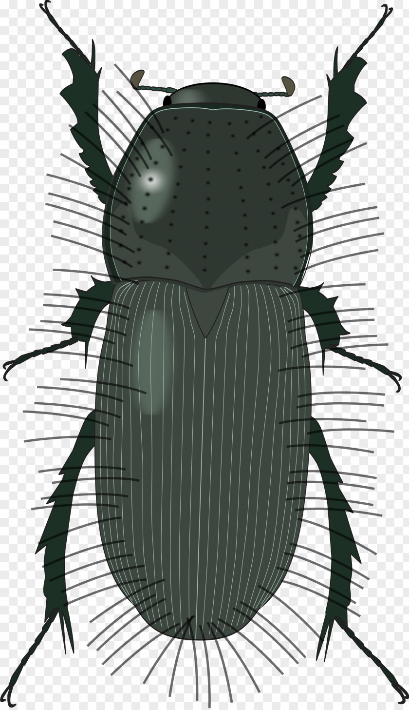 Beetle Ambrosia Woodworm Deathwatch Lumber PNG