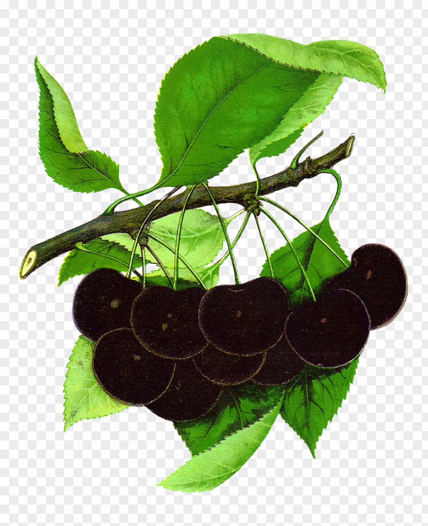 Cherry Cliparts Black Fruit Free Content Clip Art PNG