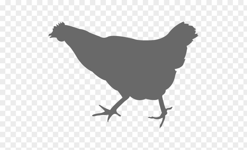Chicken Vector Graphics Silhouette The Broad PNG