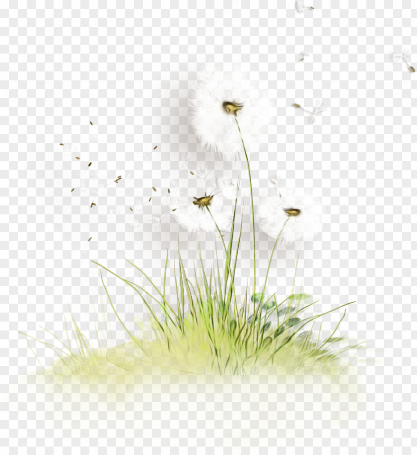 Perennial Plant Sedge Family Watercolor Flower Background PNG