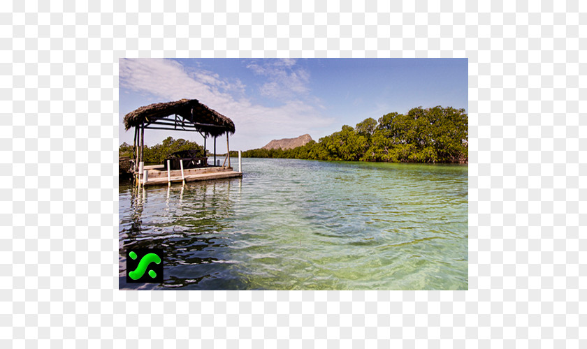 Red Mangrove Lake Reservoir Waterway Inlet Water Transportation PNG