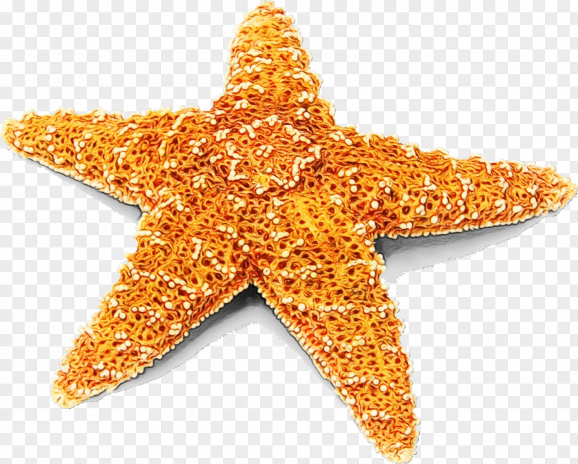 Starfish PNG