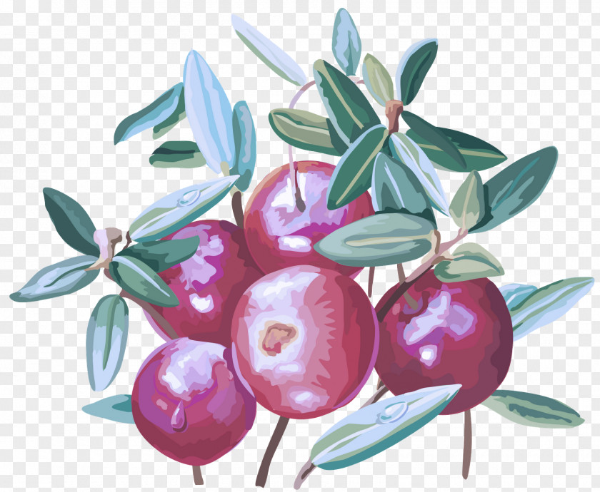 Watercolor Paint Olive Fruit Plant Tree Flower Woody PNG